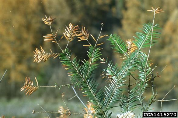 <i>Cytospora pinastri</i> na <i>Abies alba</i>