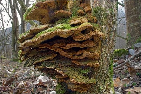 Phellinus ribis