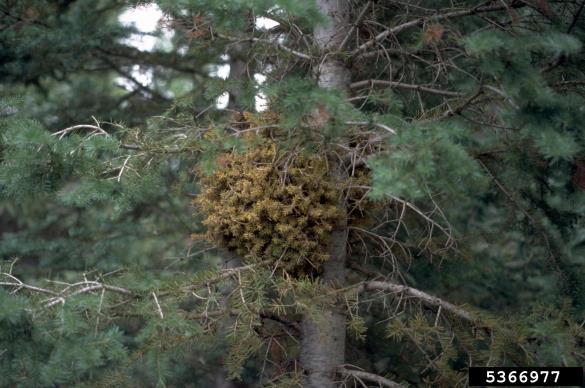 <i>Melampsorella caryophyllacearum</i> na <i>Abies</i> spp.