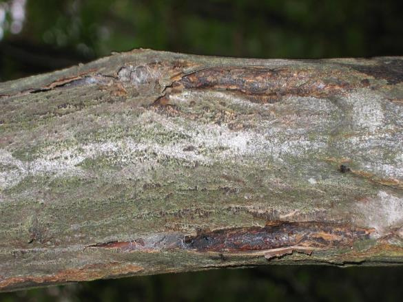 Botryosphaeria dothidea