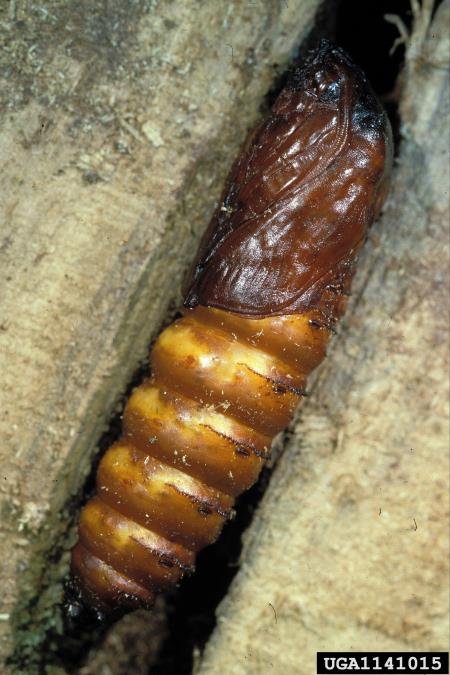 vrbov zavrtač ali vrbar (<i>Cossus cossus</i>)