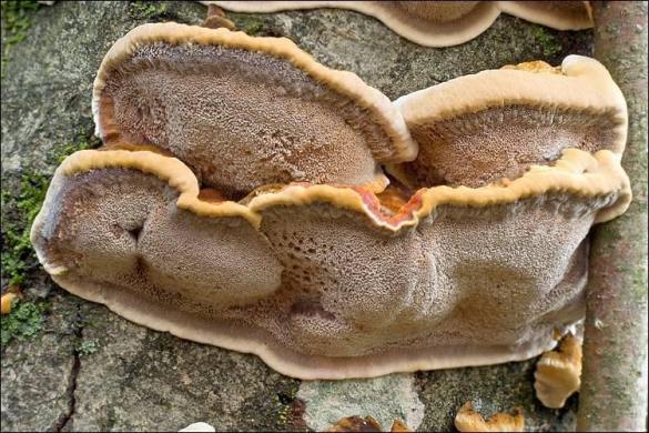 Inonotus radiatus