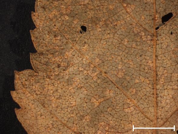 Melampsora betulina
