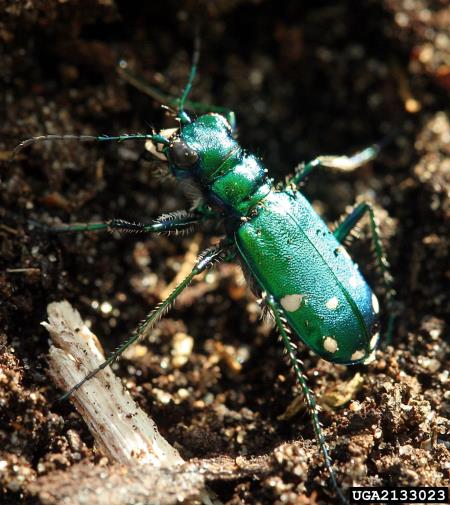<i>Cicindela sexguttata</i>