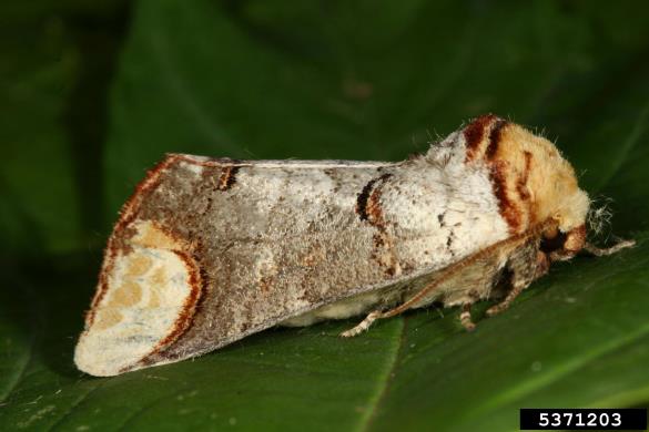 lunik ali lipov prelec (<i>Phalera bucephala</i>)