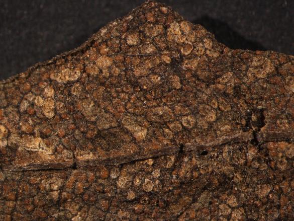 Coleosporium euphrasiae 