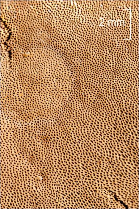 Phellinus conchatus