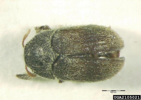 <i>Phloeotribus scarabaeoides</i>