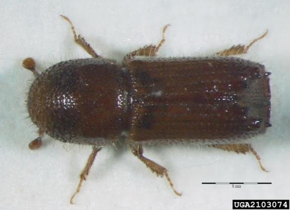 <i>Orthotomicus laricis</i>