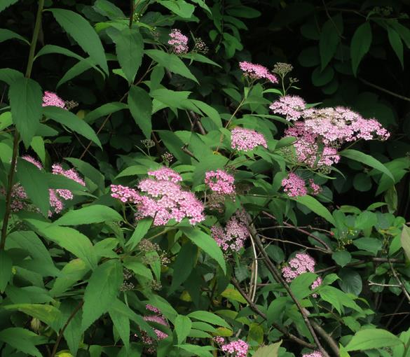 <i>Spiraea japonica</i>