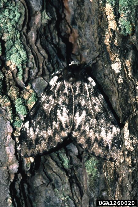 smrekov prelec (<i>Lymantria monacha</i>) na <i>Pinus sylvestris</i>