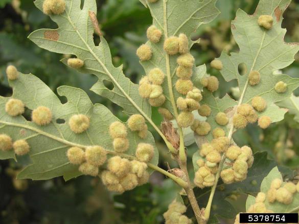 <i>Dryomyia circinnans</i> na <i>Quercus</i> spp.
