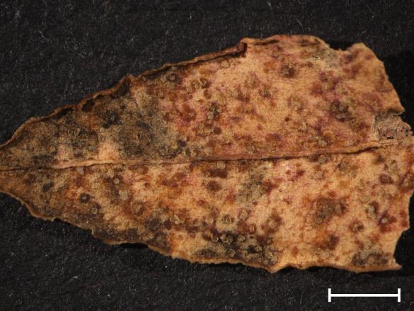 Melampsora euphorbiae 