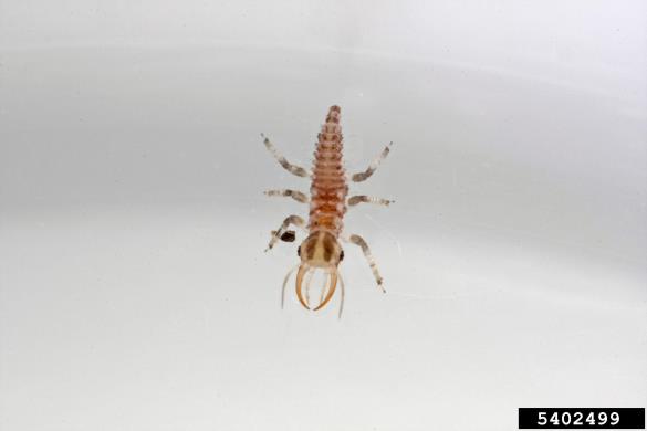 <i>Chrysoperla carnea</i>