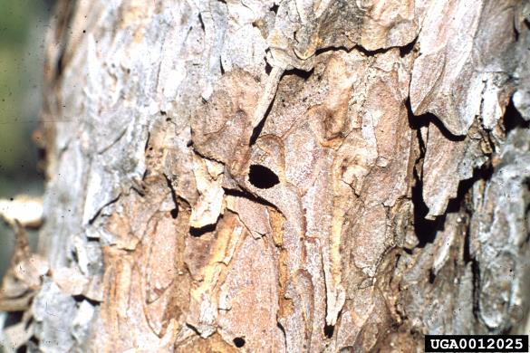 modri borov krasnik (<i>Melanophila cyanea</i>)
