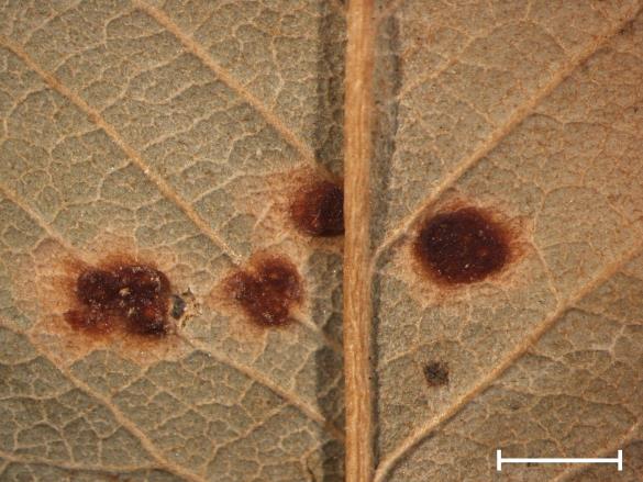 Gymnosporangium juniperinum
