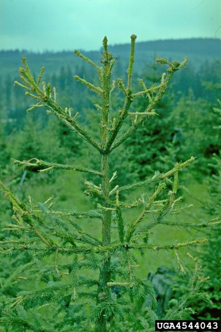 sivi macesnov zavijač (<i>Zeiraphera diniana</i>) na <i>Picea abies</i>