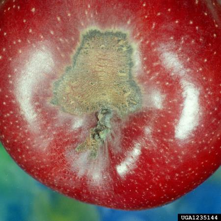 <i>Venturia inaequalis</i> na <i>Malus domestica</i>