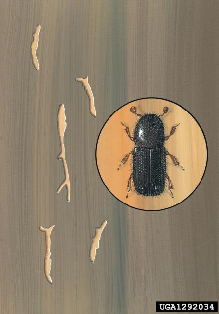 <i>Orthotomicus laricis</i>