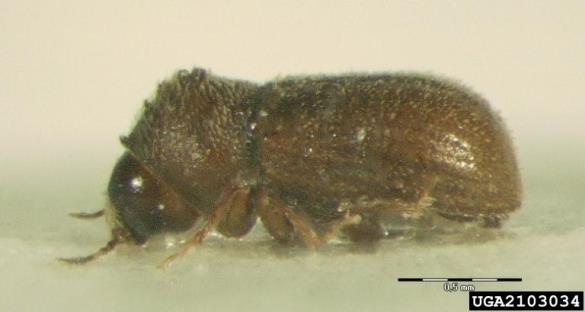 <i>Ernoporus tiliae</i>