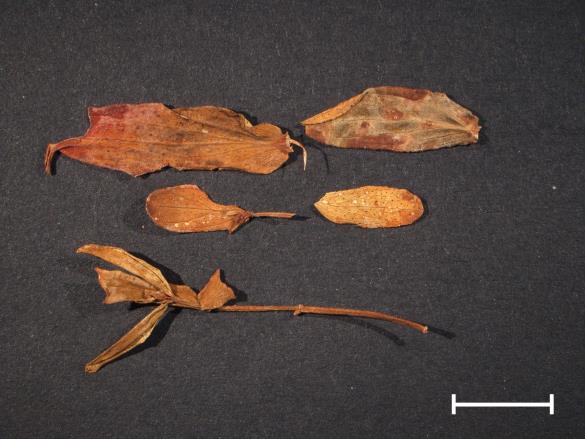 Melampsora hypericorum