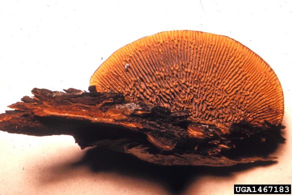 sivorjava tramovka (<i>Gloeophyllum sepiarium</i>)