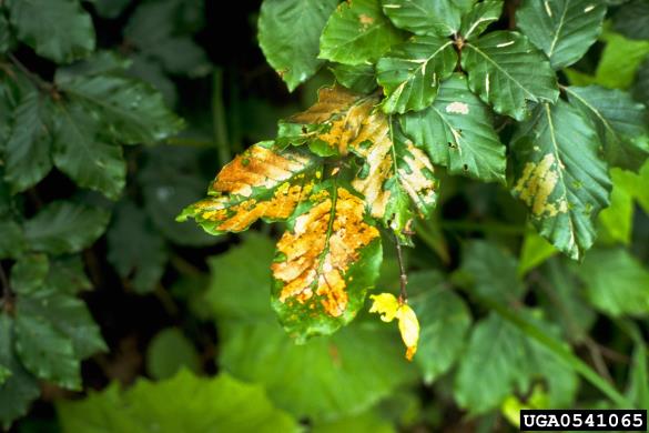 <i>Caliroa annulipes</i> na <i>Fagus sylvatica</i>