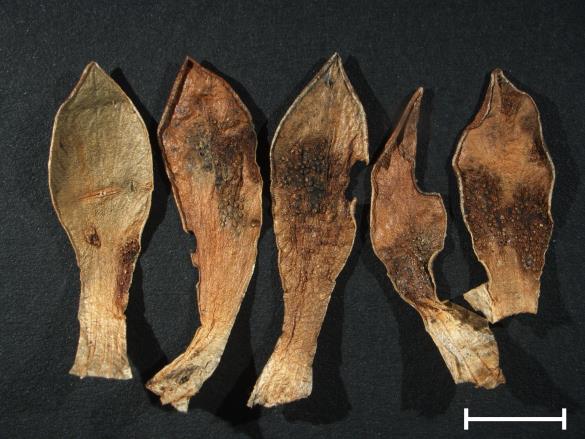 Aecidium primulae