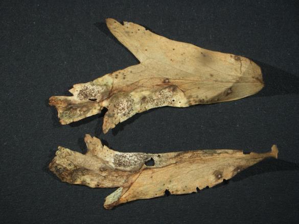 Aecidium quadrifidum