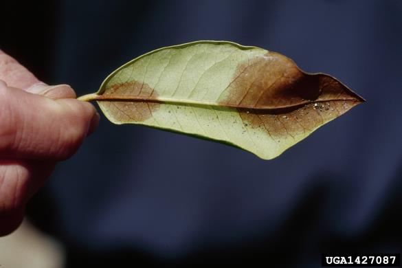 ramorumna sušica (<i>Phytophthora ramorum</i>) na <i>Rhododendron</i> spp.
