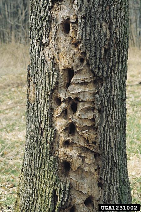 veliki detel (<i>Dendrocopos major</i>)