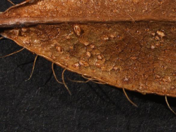Chrysomyxa rhododendri 