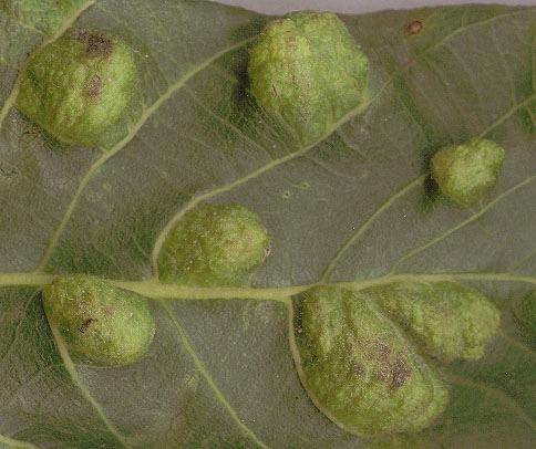Aceria erinea
