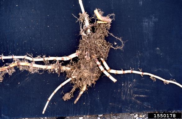 japonski dresnik (<i>Fallopia japonica</i>)