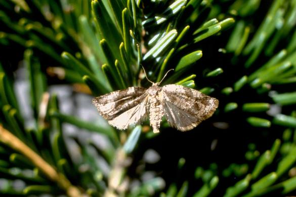 črnoglavi jelov zavijač (<i>Choristoneura murinana</i>) na <i>Abies pectinata</i>