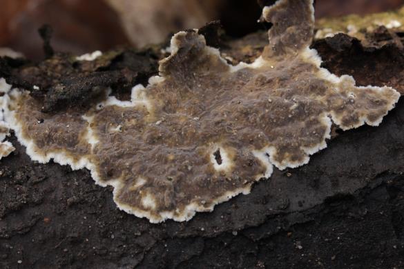 <i>Porostereum spadiceum</i>
