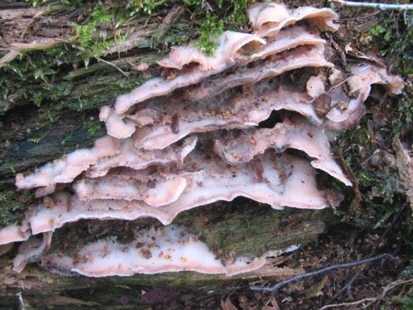 Merulius tremellosus