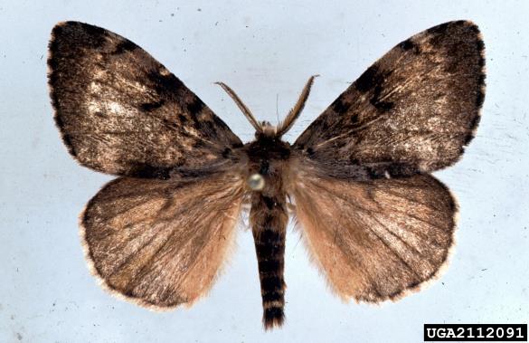 gobar (<i>Lymantria dispar</i>)