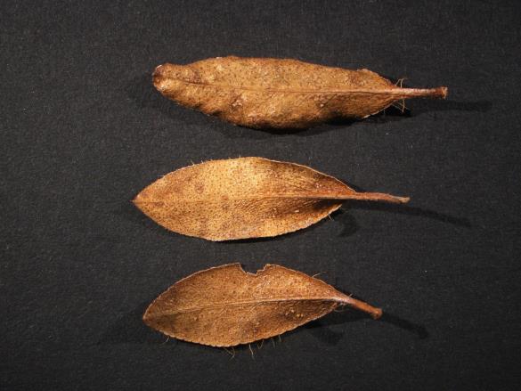 Chrysomyxa rhododendri 