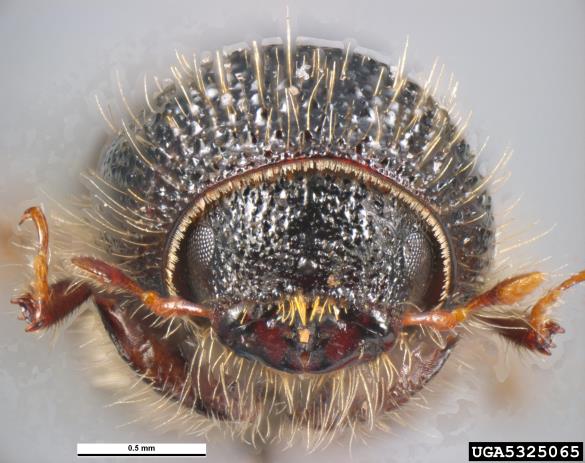 mali osmerozobi smrekov lubadar (<i>Ips amitinus</i>)