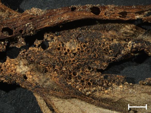 Aecidium lycoctoni 