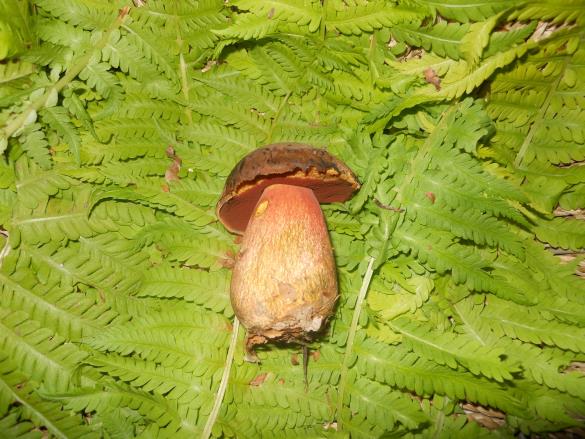 Boletus erythropus