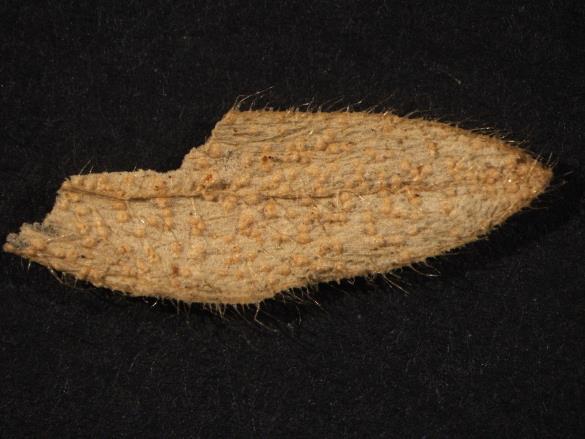 Melampsora cerastii