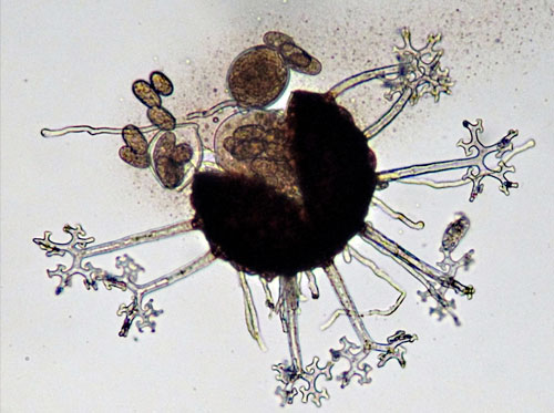 <em>Erysiphe penicillata</em>