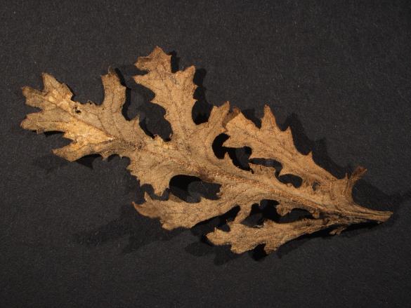 Coleosporium senecionis