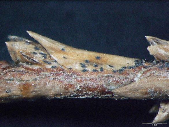 Pestalotia funerea