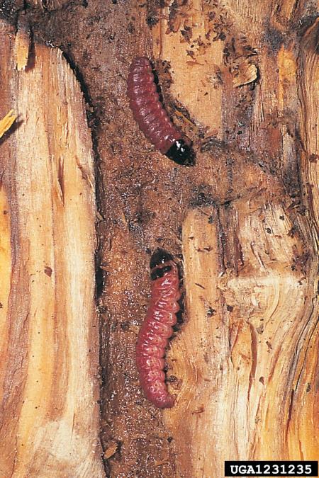 vrbov zavrtač ali vrbar (<i>Cossus cossus</i>)