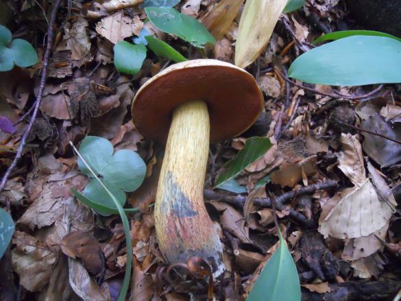 Boletus luridus