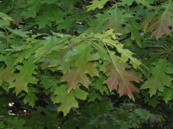<i>Quercus rubra</i>
