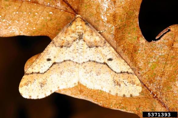 veliki zimski pedic ali veliki zmrzlikar (<i>Erannis defoliaria</i>)